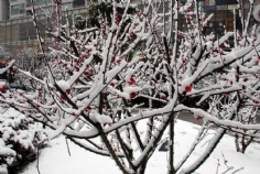 梅川路 欧亚 商业休闲街 2008.1.29 雪景