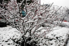 梅川路 欧亚 商业休闲街 2008.1.29 雪景