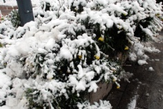 梅川路 欧亚 商业休闲街 2008.1.29 雪景