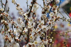 活动 2008.3.2 梅川路 梅花节