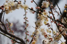 活动 2008.3.2 梅川路 梅花节