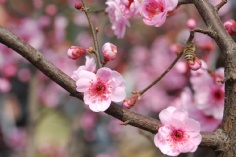 活动 2008.3.2 梅川路 梅花节