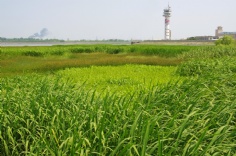 活动 2010.6.7 宏泉通讯 编委会活动 参观吴淞湿地公园