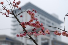 活动 2011.2.18 2011梅川路梅花节开幕式
