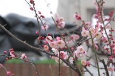 活动 2011.2.18 2011梅川路梅花节开幕式