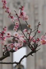 活动 2011.2.18 2011梅川路梅花节开幕式