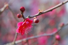 活动 2011.2.24 2011梅川路梅花节