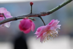 活动 2011.2.24 2011梅川路梅花节