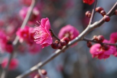 活动 2011.2.24 2011梅川路梅花节