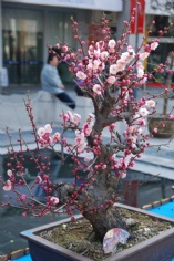 活动 2011.2.24 2011梅川路梅花节