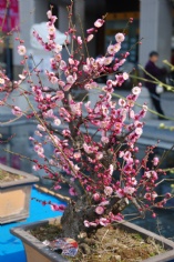 活动 2011.2.24 2011梅川路梅花节
