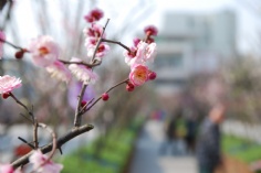 活动 2011.2.24 2011梅川路梅花节