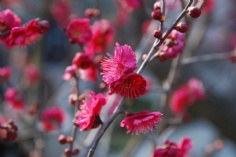 活动 2011.2.24 2011梅川路梅花节